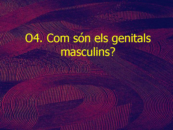 EC1 19 Genitals masculims
